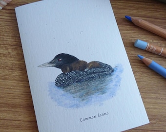 Common loon and chicks notecard