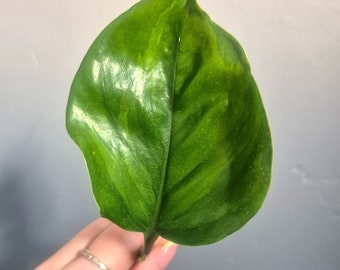 Global Green Pothos (Epipremnum Aureum) Unrooted Cutting