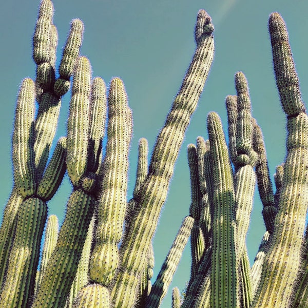 8x10 Organ Pipe Cactus