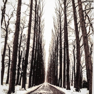 Analog Evenburg Allee FineArt Baryt Print