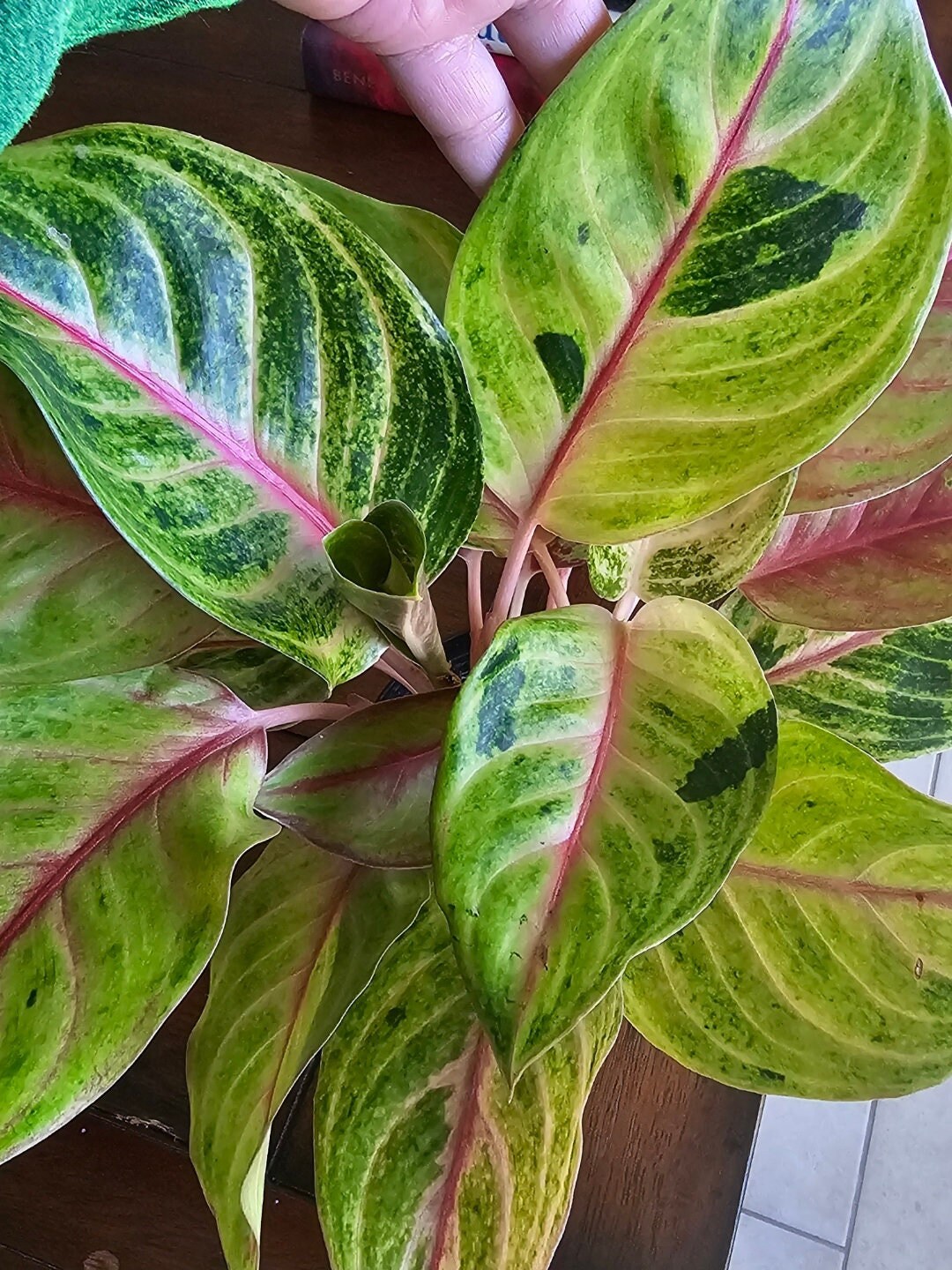 Aglaonema Sweet Lemon - Etsy