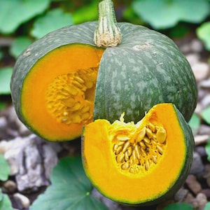 Puede incluir: Una calabaza verde con una superficie moteada está cortada por la mitad, revelando la pulpa de color naranja brillante y las semillas en el interior. La calabaza está sentada sobre un lecho de hojas verdes y rocas marrones.