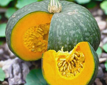 May include: A green pumpkin with a mottled surface is cut in half, revealing the bright orange flesh and seeds inside. The pumpkin is sitting on a bed of green leaves and brown rocks.