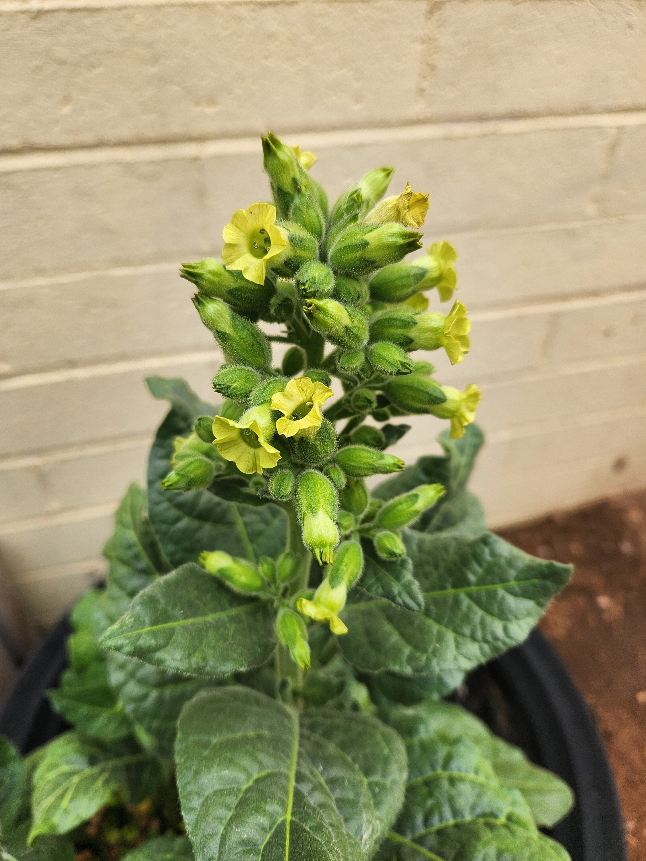 Nicotiana Rustica (Aztec Tobacco) Heirloom Seeds for Planting - 0.1 g (about 125 seeds) or 1.0 g (1250 seeds) packets