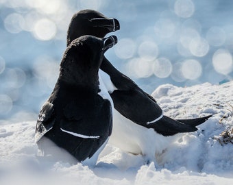 Amateurs de petits pingouins | Impression de photographies animalières sur papier Fuji mat