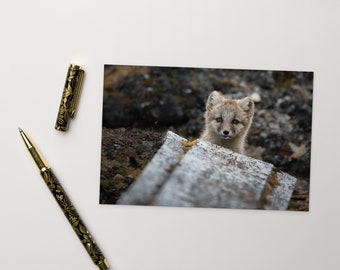 Arctic Fox Cub, Ny-Ålesund, Svalbard | Standard Postcard