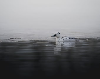 Smew in Oslo, matte photo print | Rare duck wall art | Fuji matt paper | Different sizes