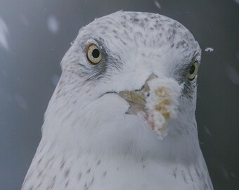 Herring gull in the snow, printed on Fuji Matt photo paper (taken in Oslo, Norway)