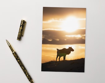 Varanger Reindeer | Standard Postcard | Norwegian Wildlife Photo