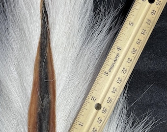 Bucktail premium, queue de cerf blanc, montage de mouches Bucktail, blanc