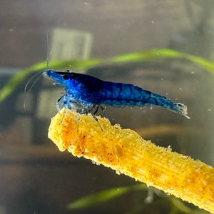 Buy live shrimp online hot sale