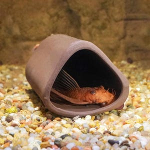 Pleco fish Cave