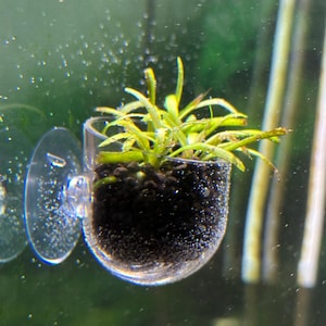 May include: A clear glass aquarium plant holder with a suction cup. It contains dark substrate and green aquatic plants. Bubbles are visible in the water, creating an underwater scene. Ideal for aquatic plant enthusiasts.