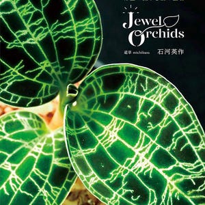 Pode incluir: Um close-up de uma planta de orquídea verde com veios brancos. A planta está em um vaso e o texto "Jewel Orchids" está escrito em uma fonte decorativa. O texto "部屋で楽しむ森の宝石" está escrito em japonês acima do título.
