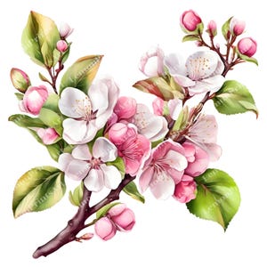26 appelbloesem clipart, aquarel appelbloesem bloem, hoge kwaliteit transparante PNG, Paper Craft, Digitale download, Commercieel gebruik