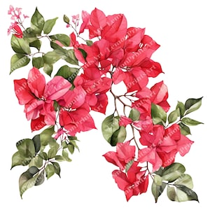 36 Bougainvillea Watercolor Clipart, Pink Floral Prints, Instant Download, Mediterranean Art, Flower Graphic, Summer Clipart, Commercial Use