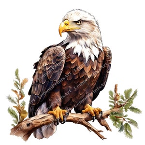 26 Bald Eagle Clipart, Printable Watercolor, High Quality Transparent PNG, Paper craft, Junk Journals, Digital download, Commercial use