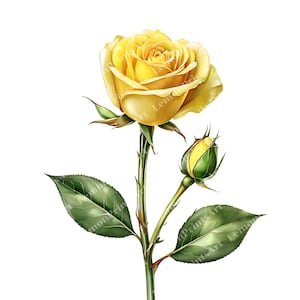 Watercolor Yellow Rose Clipart: 50 PNG Floral Designs (Digital Download)