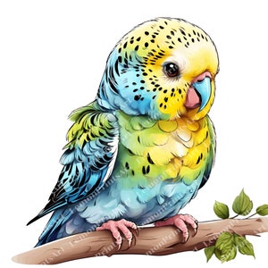 24 Cute Budgie Clipart, Watercolor budgerigar, High Quality Transparent PNG, Paper craft, Junk Journals, Digital download, Commercial use