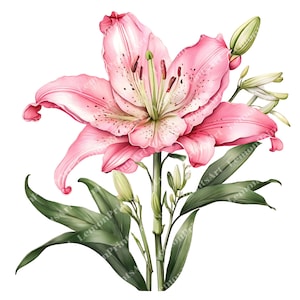 55 Lírios Flores Clipart, Pacote de Casamento Nupcial, PNG Transparente de Alta Qualidade, Artesanato em Papel, Diários de Lixo, Download Digital, Uso Comercial