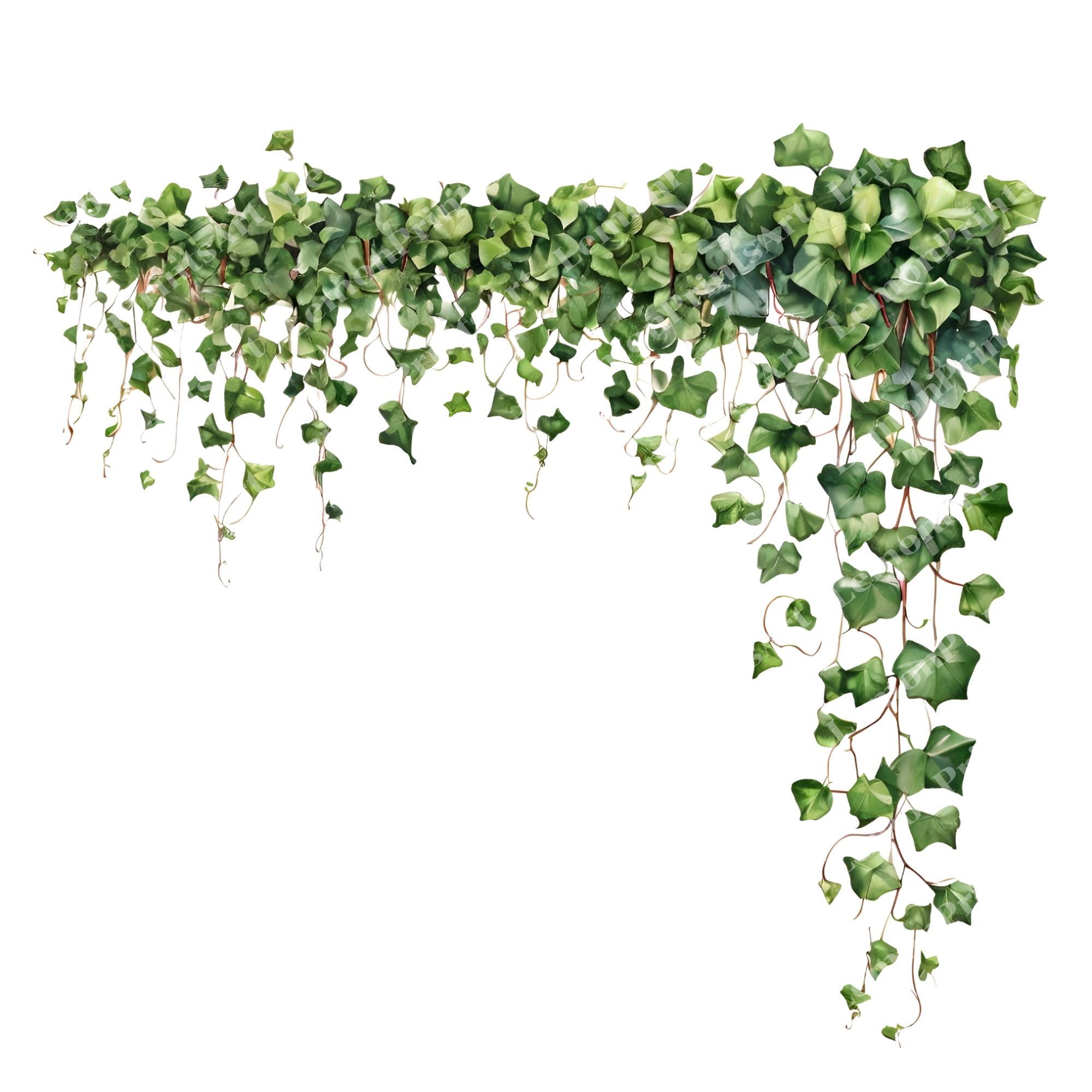 25 Ivy Vines Clipart Watercolor Ivy Clipart Bundle High Quality 25-ivy-vines-clipart-watercolor-ivy-clipart-bundle-high-quality