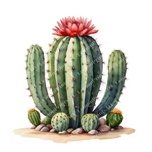 27 Cactus Clipart, Blooming Cactus, Cactus in Desert, High Quality Transparent PNG, Paper craft, Junk Journals, Digital download, Commercial