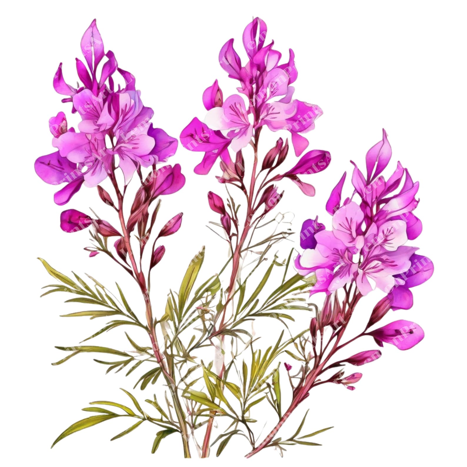 Fireweed Vector Fireweed Flower Clipart: Floral PNG Graphics (digital Download) - Etsy