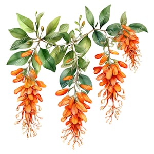 32 Mexikanische Flamme Vine Clipart, Aquarell Fiesta Party, hochwertige transparente PNG, Junk Journals, digitaler Download, kommerzielle Nutzung