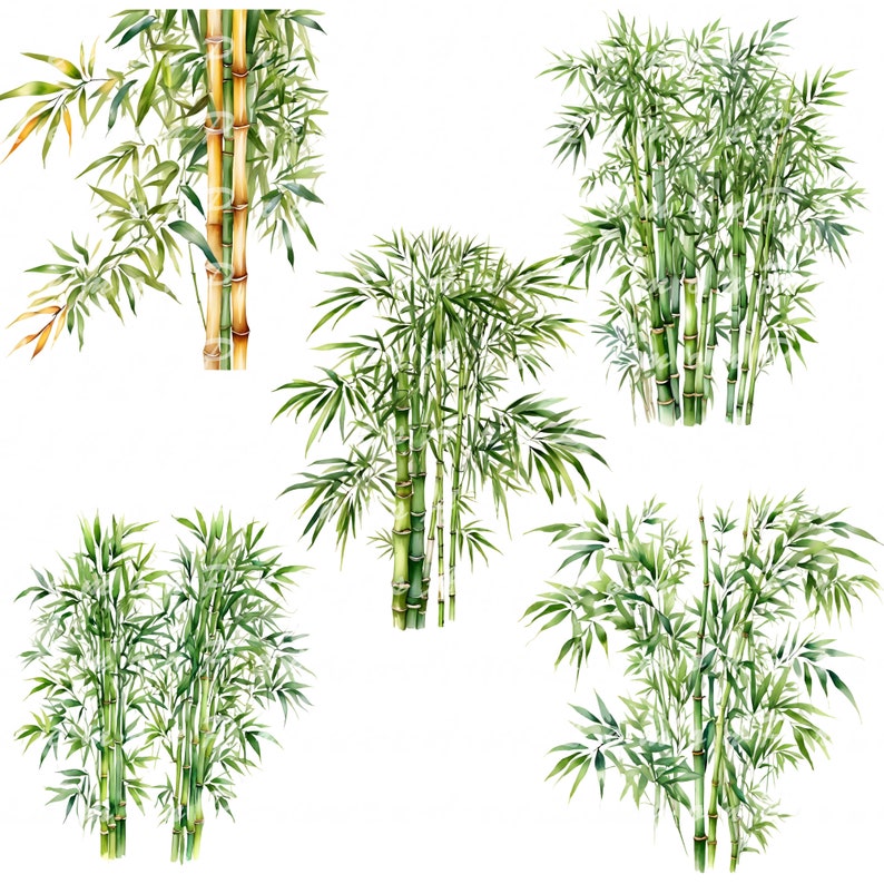 15 Bamboo Clipart, Bamboo PNG, Printable Watercolor Clipart, High ...