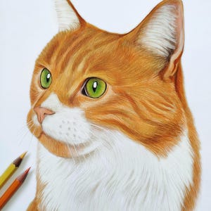 Custom Pet Portrait From Photo Colored Pencil Pet Drawing Personalized Cat Portrait Hand Drawn Dog Sketch Pet Memorial Gift Dog Lover Gift image 2