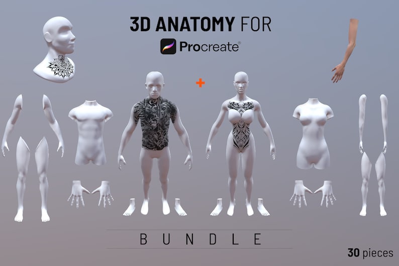 May include: 3D Anatomy for Procreate Bundle 30 pieces. A set of 30 pieces of 3D anatomy for use in the Procreate app. The anatomy is broken down into individual body parts, including a head, torso, arms, legs, hands, and feet. The anatomy is white and has a realistic appearance. The anatomy is displayed against a light gray background. The text '3D Anatomy for Procreate' is displayed in black text at the top of the image. The text 'Bundle' is displayed in black text at the bottom of the image. The text '30 pieces' is displayed in black text at the bottom right of the image.