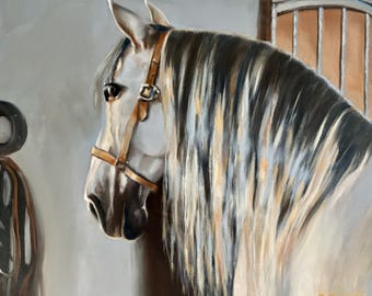 Mario, Cheval, Andalou, Robe grise, Portrait, Animal,Prestance, Presence, Horse Lover, Animal Lover,