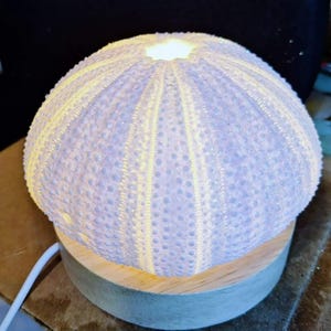 Sea Urchin Tabletop Lamp Night Light Nightlight