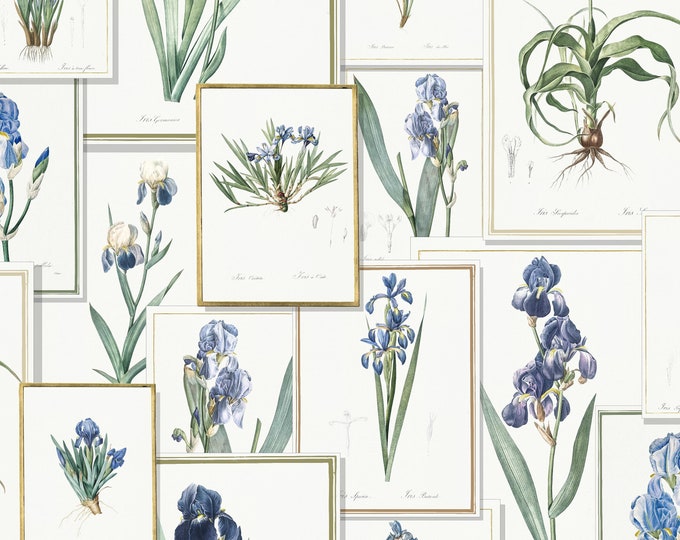 PAGES From the PAST COLLECTION *Pierre-Joseph Redoute' in Blues * 24x24 Repeat