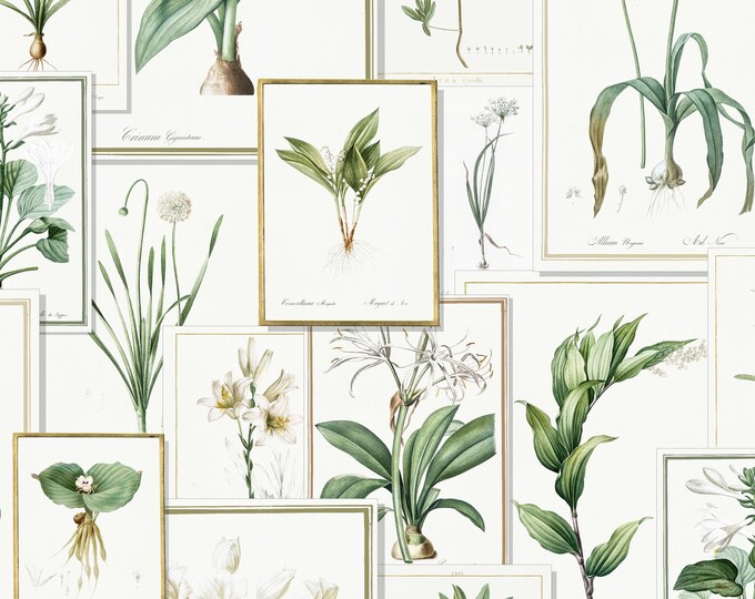 PAGES From The PAST COLLECTION * Pierre-Joseph Redoute' in Whites * 24x24 repeat