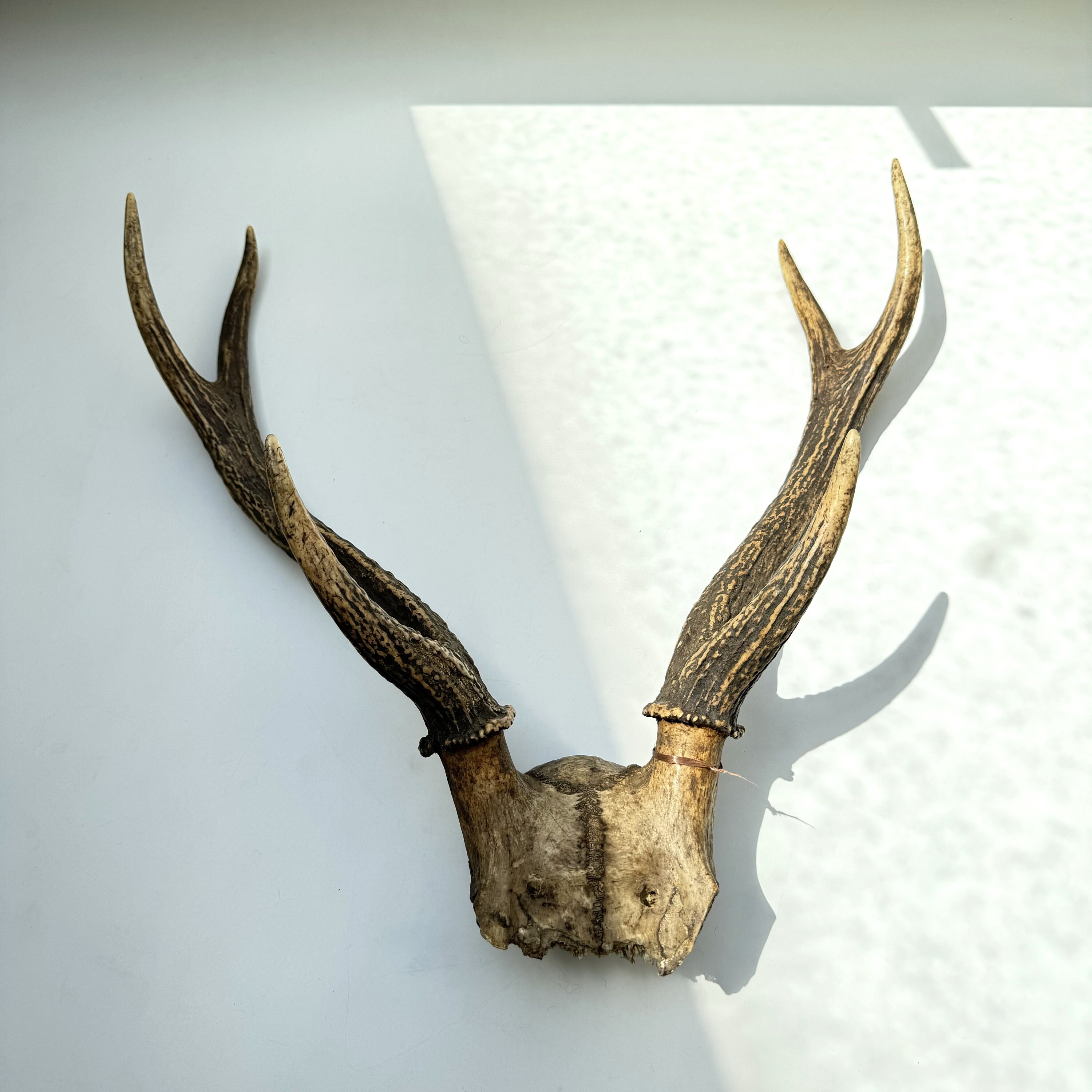 ヴィンテージ鹿ツノ ヴィンテージ鹿ツノ 36【天然物】 約50㎝ 鹿角 鹿 ツノ 鹿の角