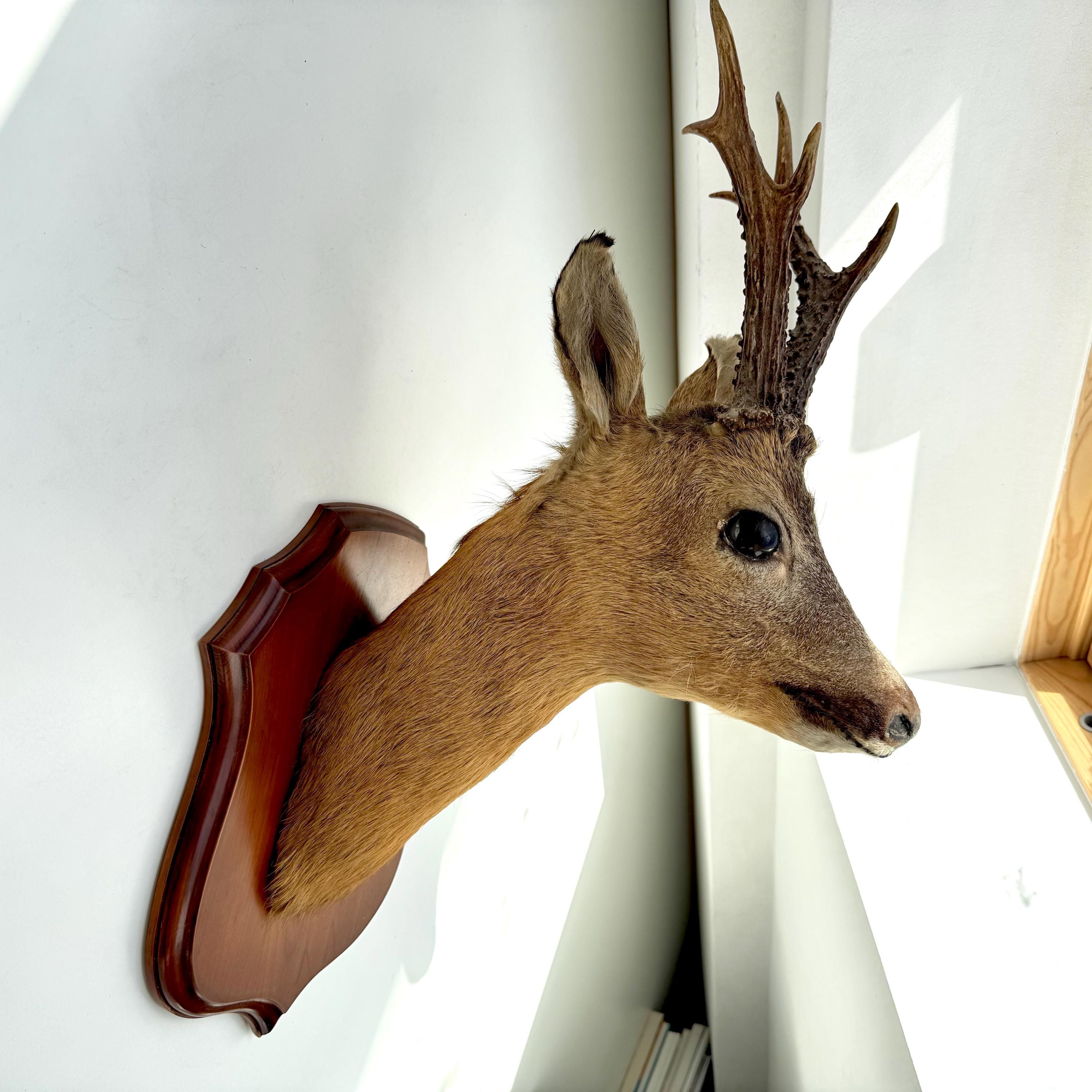 Vintage 6-point Roe Deer Head Mount – Hunting Trophy – 1980s