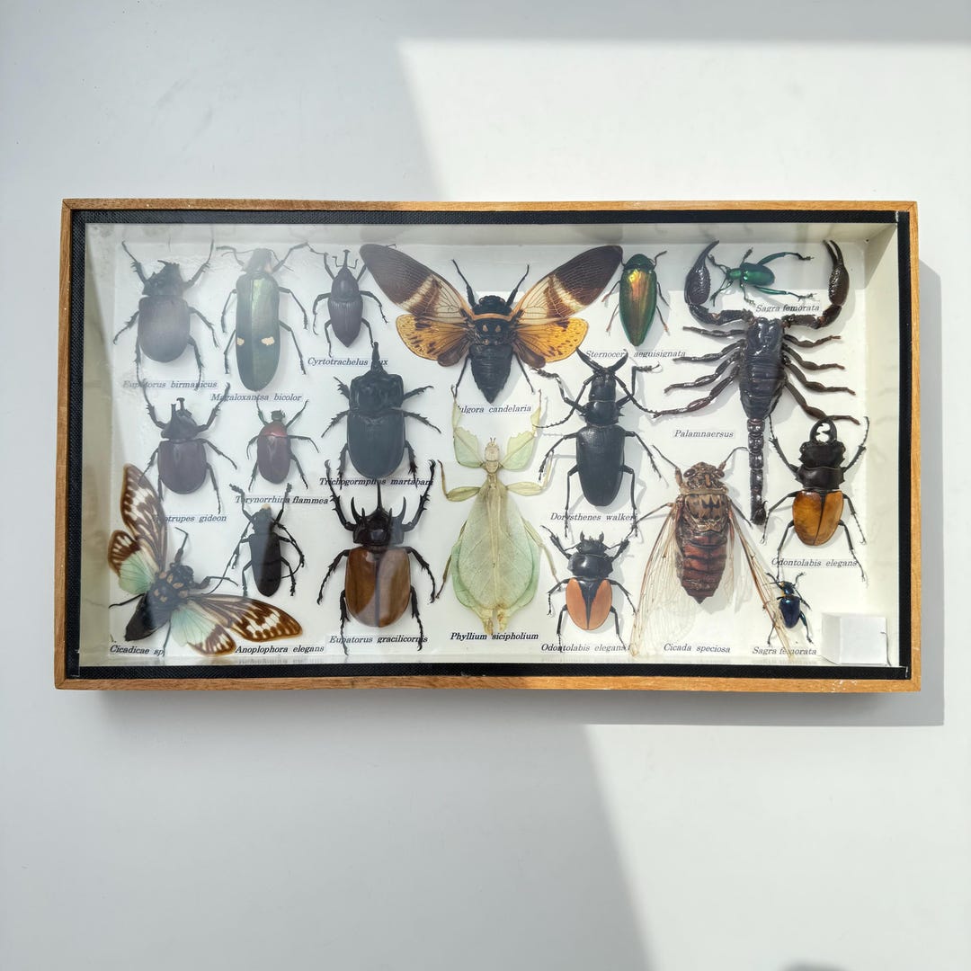 Handmade Insect Art | Taxidermy Insect Collection in Wooden Frame ...