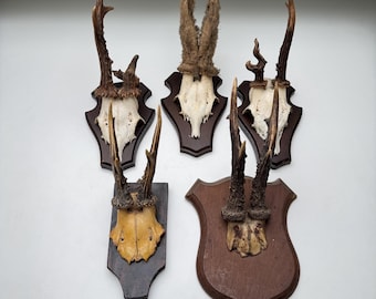 Vintage Roe Deer Antlers – Mounted on Wooden Plaque (1990s)