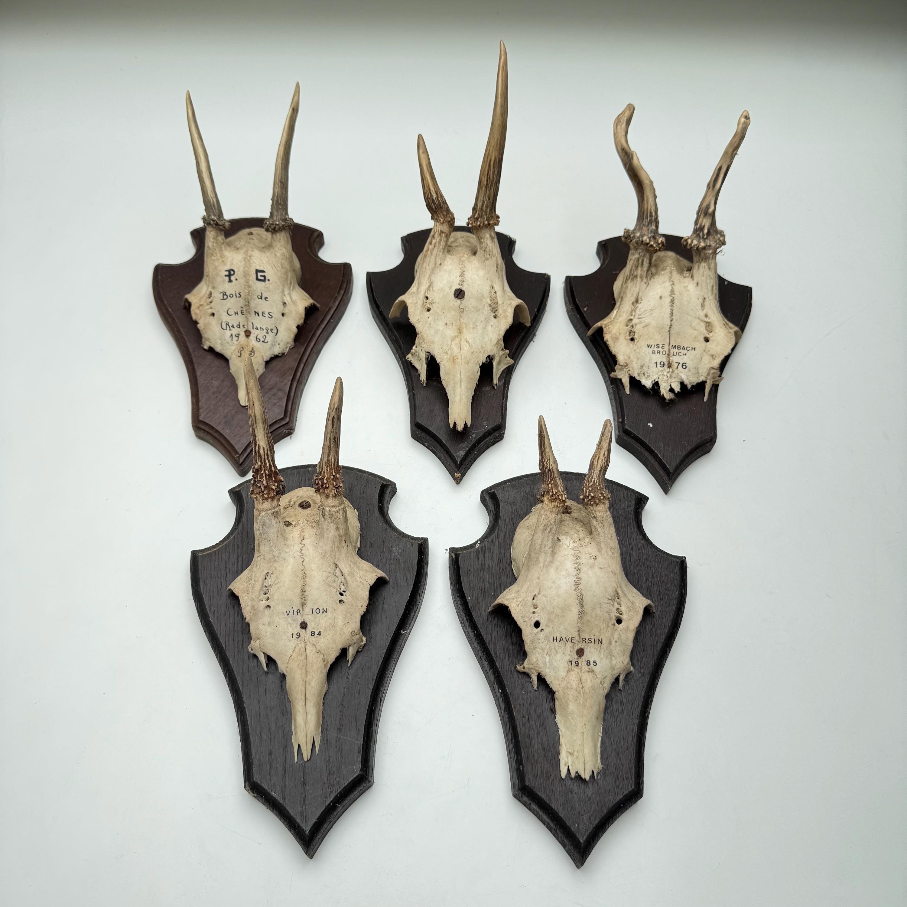 Vintage Roe Deer Antlers – Rustic Wall Mount – 1950s–1980s Hunting Trophy – Wooden Plaque – Cabin Lodge Decor – Germany Belgium Luxembourg