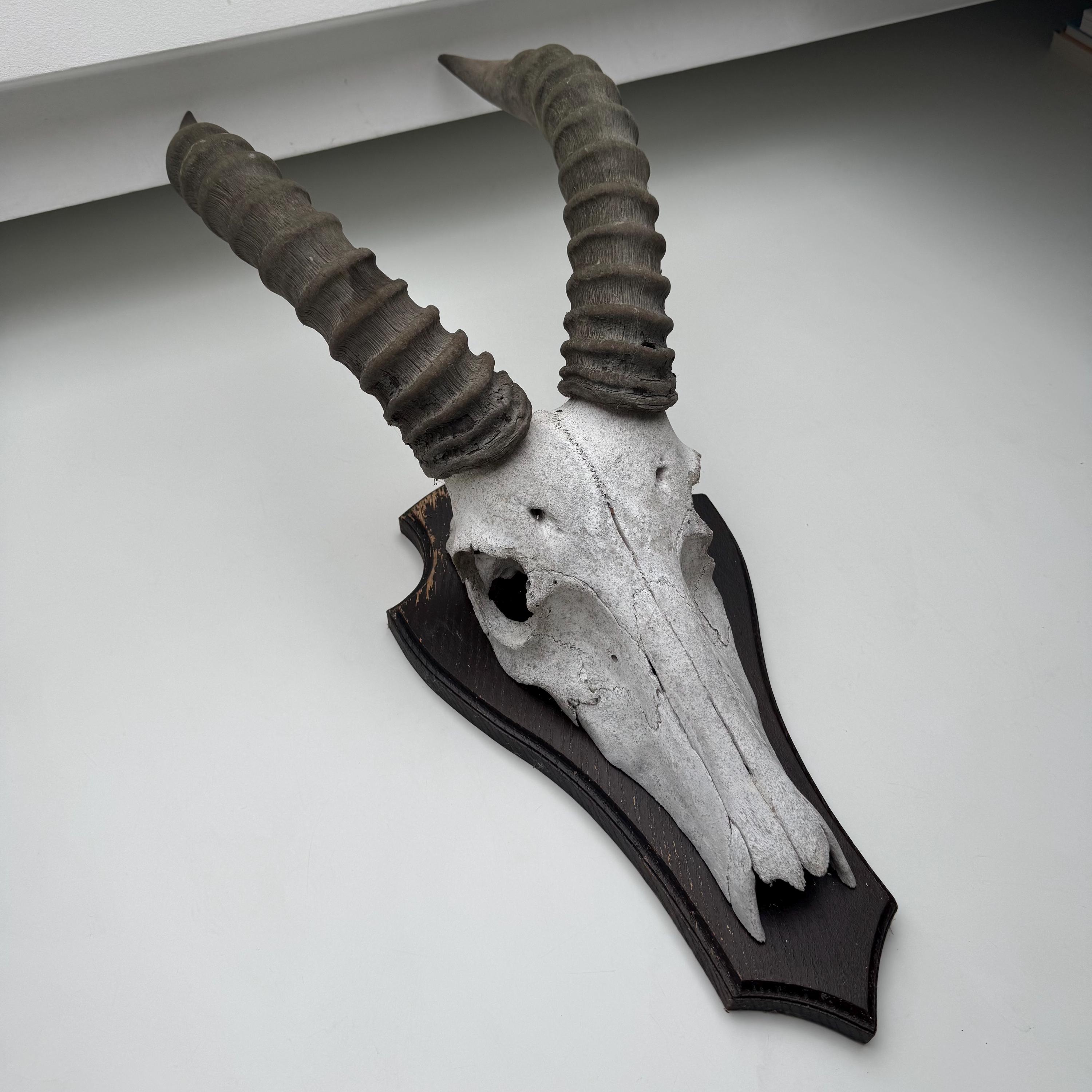 Vintage Gazelle Skull With Horns – Mounted on Wooden Plaque - Etsy