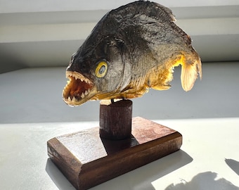 Piraña pequeña disecada de estilo vintage - Montada sobre base de madera