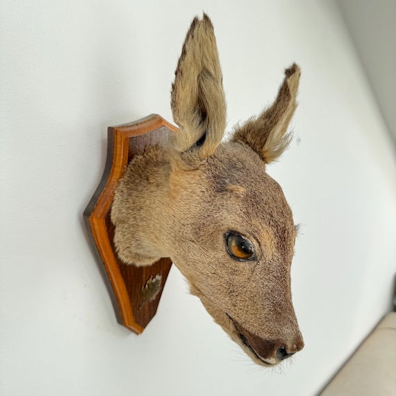 Vintage Roe Head – Mounted Taxidermy on Wooden Plank - Etsy