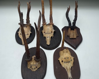 Vintage Roe Deer Antlers Mounted on Board - Hunted in Luxembourg (1930s)
