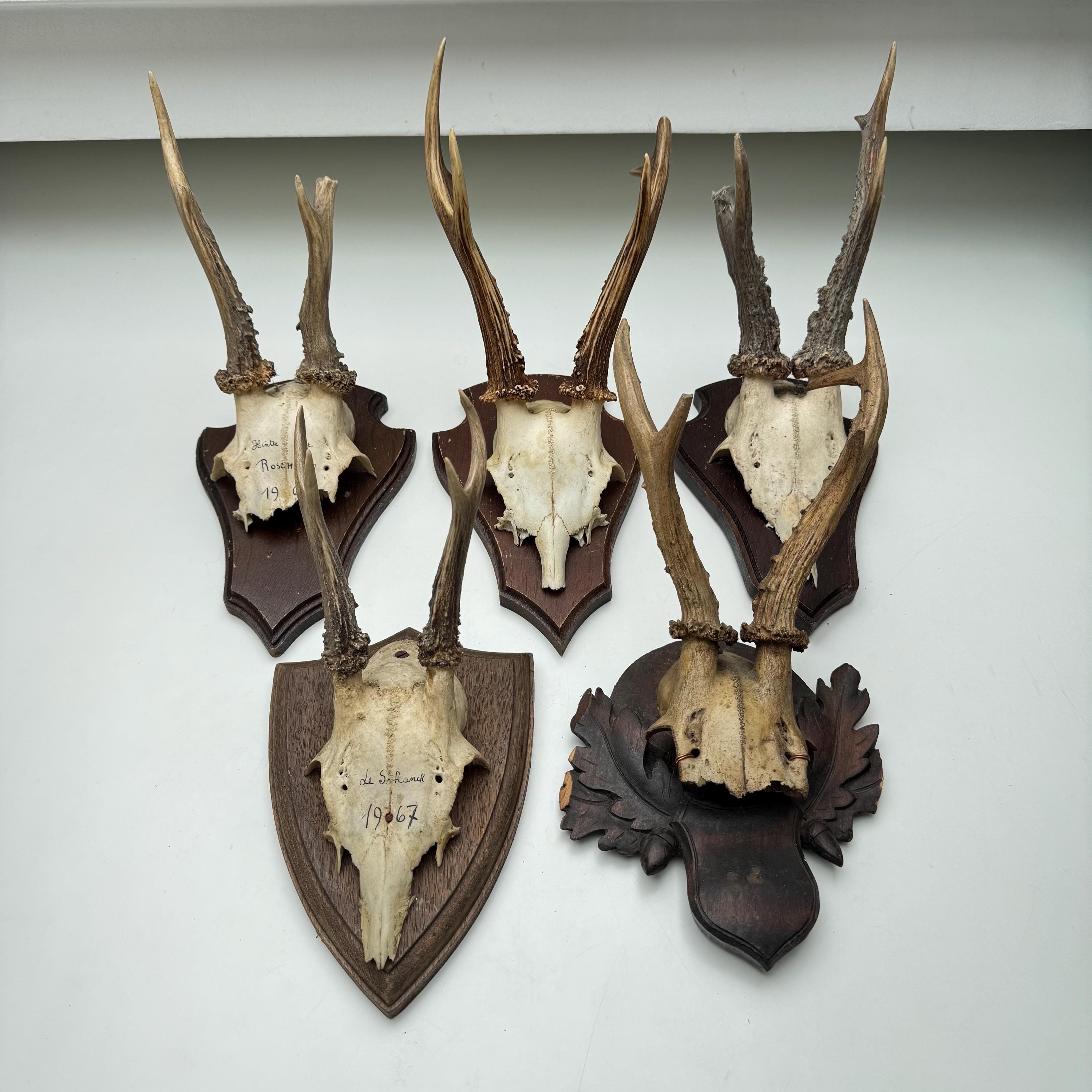 Vintage Roe Deer Antlers – Rustic Wall Mount – 1950s–1980s Hunting Trophy – Wooden Plaque – Cabin Lodge Decor – Germany Belgium Luxembourg