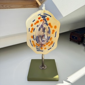 Vintage Somso Animal Cell Model – 1970s – West Germany