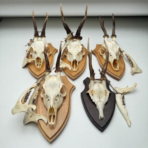 May include: A collection of deer skulls with antlers mounted on wooden plaques. The skulls are off-white, with brown antlers. Some plaques are light wood, and others are dark wood. Several jawbones are also present.