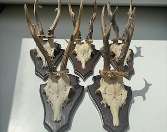 Vintage Roe Deer Antlers – Rustic Wall Mount – 1950s–1970s Hunting Trophy – Wooden Plaque – Cabin Lodge Decor – Germany Belgium Luxembourg