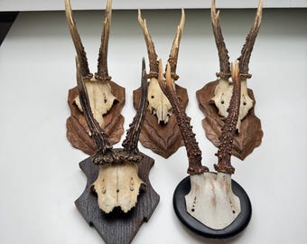 Vintage Roe Deer Antler Mount: Rustic Cabin Wall Decor, 1950s-70s Hunting Trophy