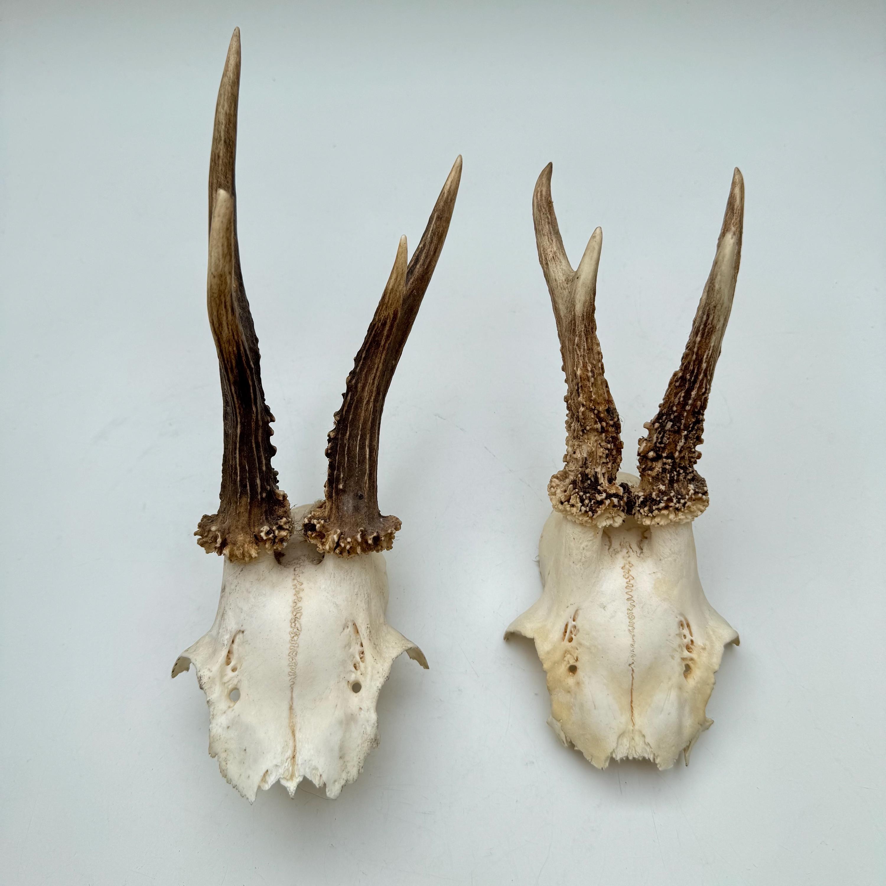 Crâne De Chevreuil Ancien – 16 Cm – Avec Cornes 18.5 Cm – Taxidermie